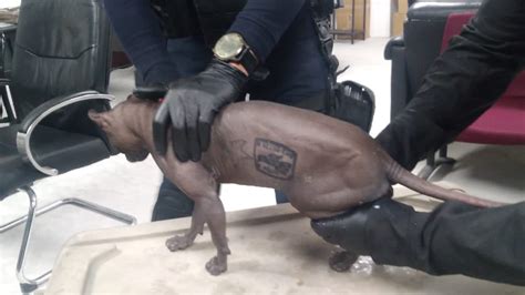 Rescataron A Un Gato Egipcio Con Tatuaje De “los Mexicles” Dentro Del