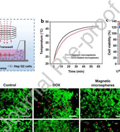 Evaluation of in vitro anti-tumor effect. (a) The killing effect on ... 