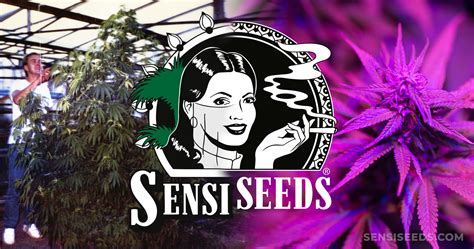 Les 30 Ans De Sensi Seeds Comment Une Vraie Passion A Donné Naissance à Une Vision Forte