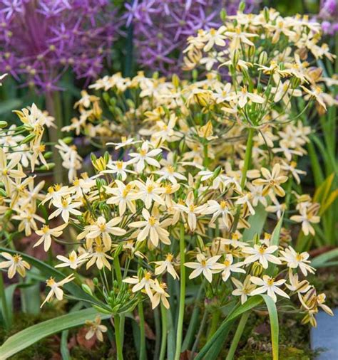 Free-flowering Triteleia ixioides 'Starlight' - Beautiful Perennial ...