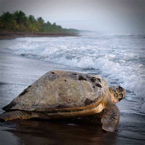 Atlantic Green Sea Turtle - Tortuguero Costa Rica