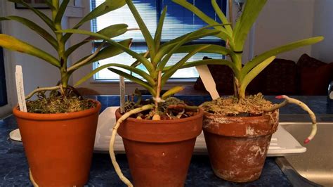 Growing Vanda Type Orchids In Pots Indoors Watering Time And Update Youtube