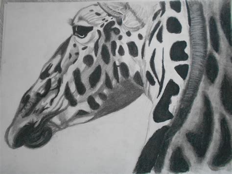 Charcoal Giraffe By Kaptain Obvious On Deviantart