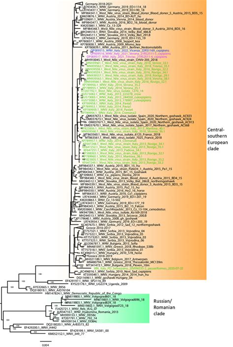 Phylogenetic Tree Of West Nile Virus Lineage 2 Strains Veneto Region Download Scientific