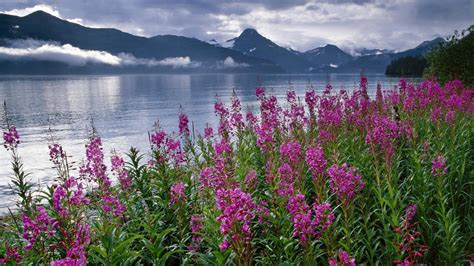 Landscape With Mountain Lake And Flowers Wallpapers Wallpaper Cave