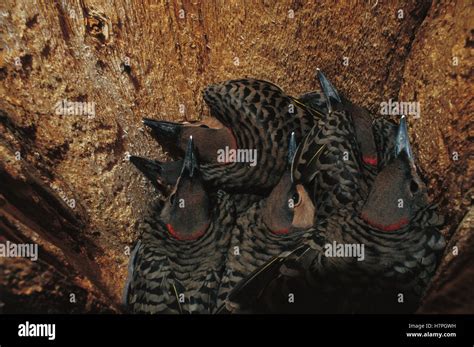 Northern Flicker Colaptes Auratus Woodpecker Chicks Inside Nest