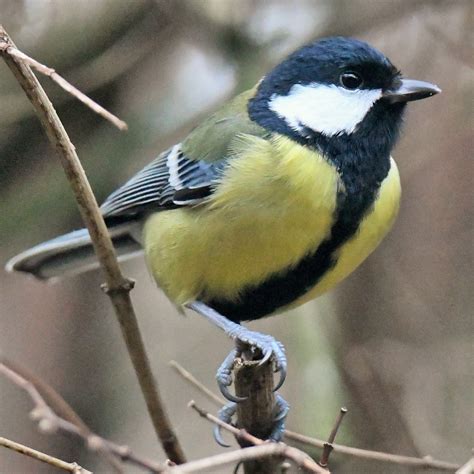 Kohlmeise Parus Major Kohlmeise Parus Major C Ro Flickr