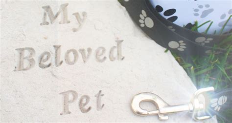 Creative Ways To Memorialize A Pet California Psychics