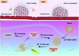 ROS Responsive Dexamethasone Micelles Normalize The Tumor