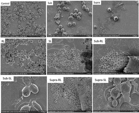 Frontiers Microscopic Investigation Of The Combined Use Of