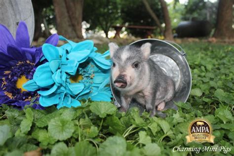 Available Piglets Mini Pigs For Sale Charming Mini Pigs