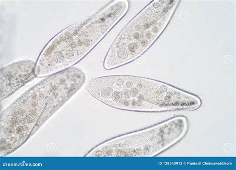 Paramecium Caudatum Is A Genus Of Unicellular Ciliated Protozoan Under ...