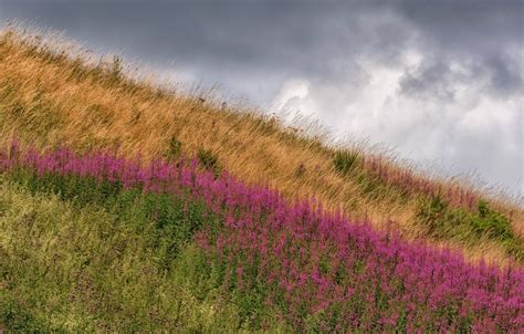 Wallpaper Summer The Sky Grass Clouds Flowers Nature Thickets