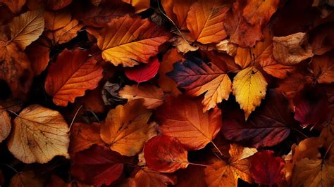 Autumn Leaves Deciduous Pattern Photography Advertising Background