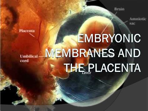 Ppt Embryonic Membranes And The Placenta Powerpoint Presentation