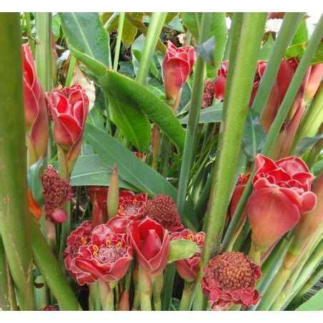 Edible Torch Ginger Seeds (Etlingera elatior) - Price €1.55