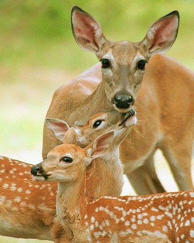 Doe And Spotted Fawns Fine Art Outdoor Photo Prints By Moore Photography