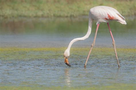 Flamenc Flamenco Comun Greater Flamingo Flamant Rose Flickr