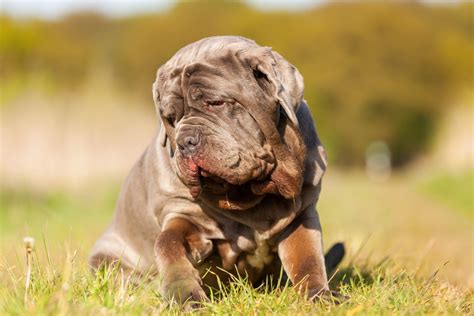 Mastino Napoletano Caratteristiche Cure Naturali It