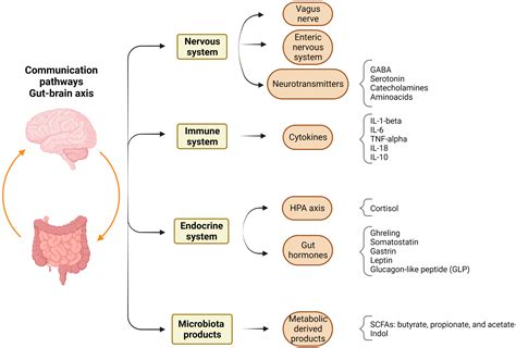 Cells Free Full Text Current Understanding Of The Roles Of Gut