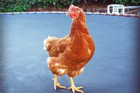 What Are Gold Sex Link Chickens A Comprehensive Guide