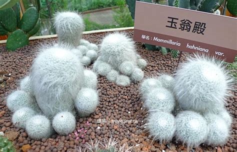 花博公園新生三館。鑽石級綠建築｜台北典藏植物園。賞花不受晴雨影響 瑪格。圖寫生活