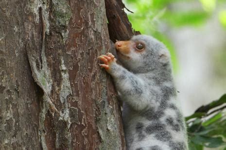 Home Eyes On Wildlife Birding Wildlife Tours Australia Atherton