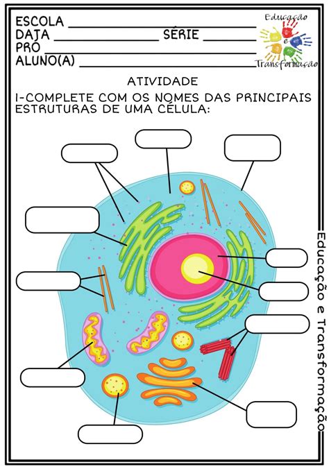 Atividade Celula 6 Ano MATERILEA