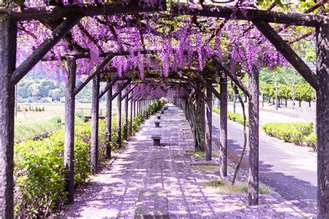 How To Train Wisteria On A Pergola Backyard Assist