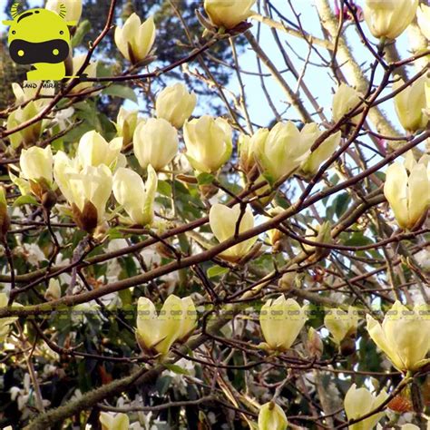 Rare Chinese Yellow River Magnolia Flower Tree Plant Seeds 10Seeds