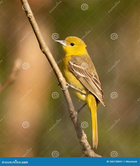 Female Yellow Baltimore Oriole Bird Perched On A Tree Branch Stock