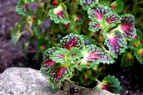 Coleus Plant Care Growing Guide