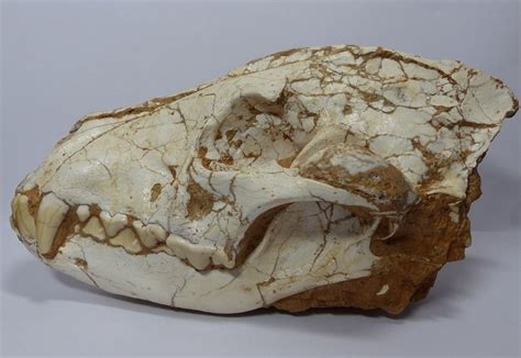 Prehistoric Hyena Skull Ictitherium Sp 210 Mm Catawiki