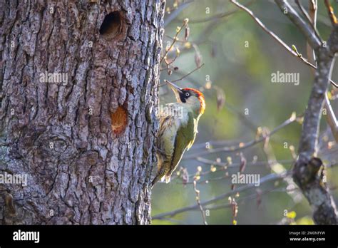 European Green Woodpecker Picus Viridis Female Germany Europe Stock