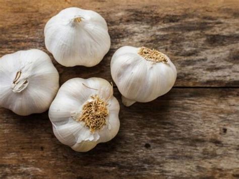 Various Types Of Garlic for Your Home Garden