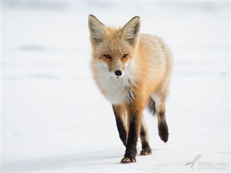 Red Fox Red Fox Fox Creatures