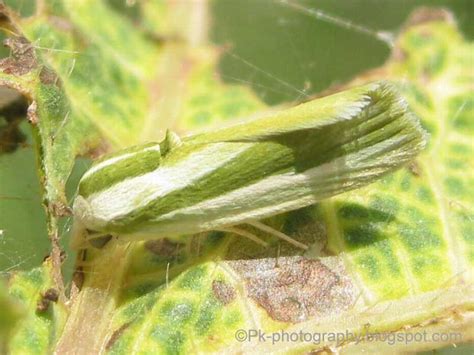 Cotton Spotted Bollworm Moth - Earias vittella | Nature, Cultural, and ...