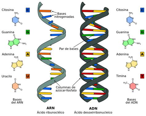 La definición de Ácido desoxirribonucleico o ADN es una molécula que