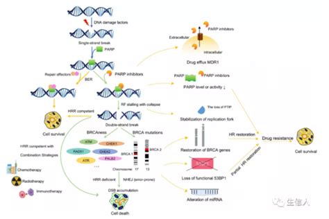 胰腺癌中parp抑制剂分子机制