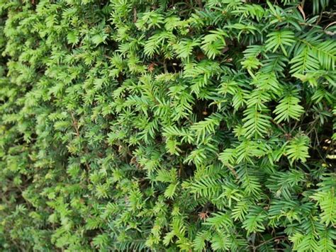 Eibenhecke Taxus Baccata Cm Kaufen Heckenpflanze Kaufen