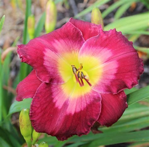 Daylily Of The Day Kabuki Ballet In The Plants Of The Day Forum