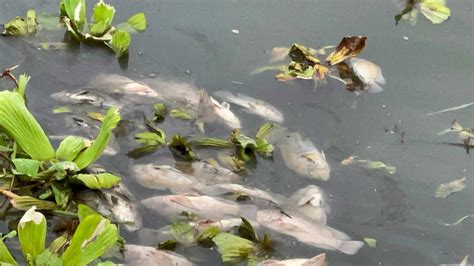 Aparecen cientos de peces muertos en el río Los Perros en Oaxaca NVI