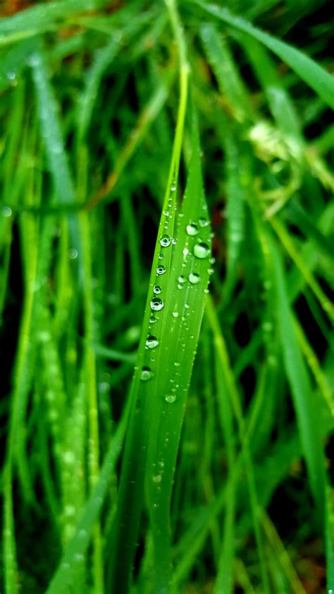 Free Images Water Nature Drop Dew Lawn Leaf Flower Summer