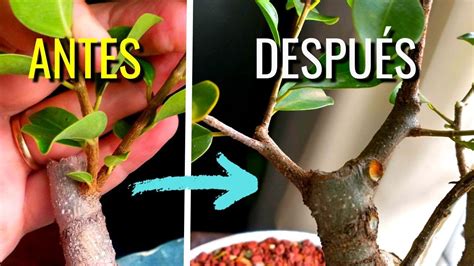 C Mo Ramificar Un Bonsai De Ficus Con Injertos C Mo Hacer Un Bonsai