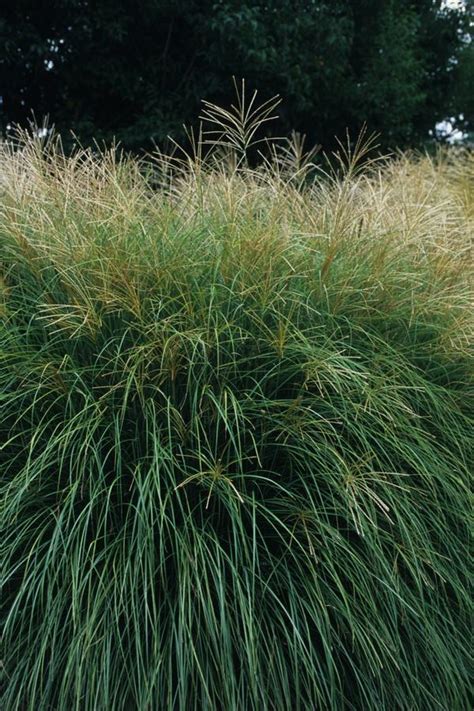 Miscanthus Sinensis Yakushima Maiden Grass From Colesville Nursery