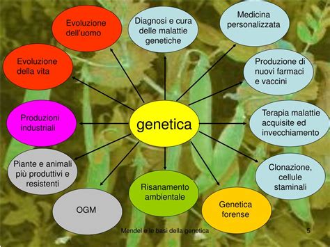 Ppt Mendel E Le Basi Della Genetica Powerpoint Presentation Free