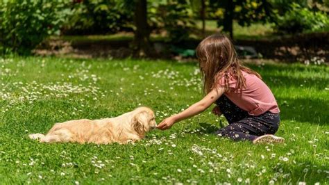 La Mejor Raza De Perro Para Tener En Casa Si Tienes Ni Os Seg N La