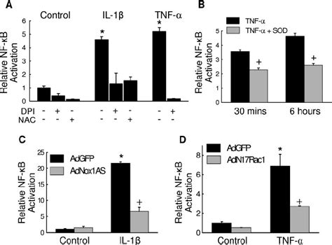 Nf B Activation By Il And Tnf Is Nox Dependent Nf B