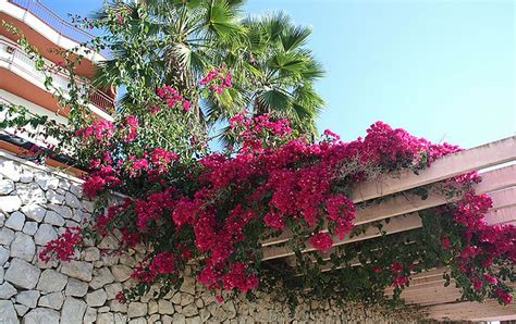 Garden Trellis Screening Garden Fence Panels Gates Bougainvillea