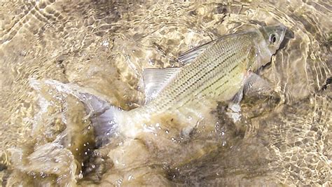 White Bass A Comprehensive Species Guide Wired Fish